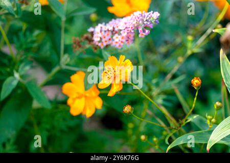 Weitwinkelansicht zweier Blüten einer Schwefel-Cosmos-Pflanze Stockfoto
