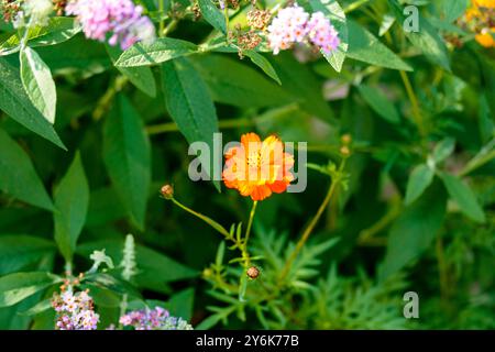 Eine neu eröffnete Blüte eines Schwefelkosmos blühen im Hintergarten Stockfoto