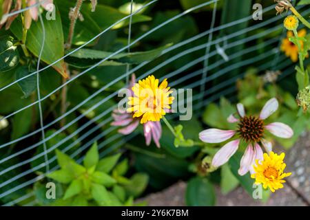 Eine blühende Katzenohrblume wächst in der Ecke des Gartens Stockfoto