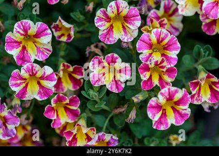 Eine Nahaufnahme der gelben und rosa Millionen Glocken Blüten in einem Pflanzgefäß Stockfoto