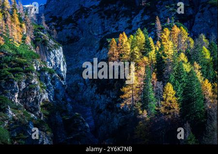 Herbst in Val Sesis. Die Explosion der Farben im Tal des Flusses Piave. Sappada Stockfoto