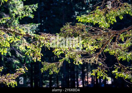 Herbst in Val Sesis. Die Explosion der Farben im Tal des Flusses Piave. Sappada Stockfoto