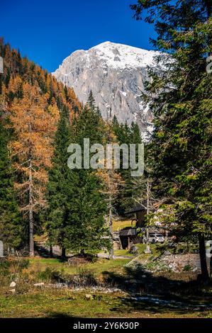 Herbst in Val Sesis. Die Explosion der Farben im Tal des Flusses Piave. Sappada Stockfoto