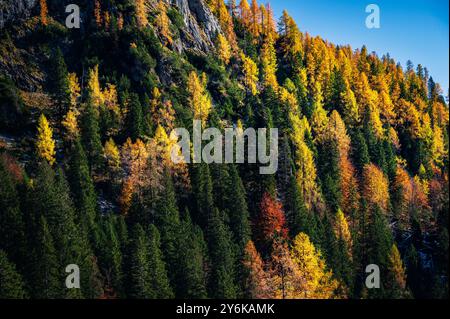 Herbst in Val Sesis. Die Explosion der Farben im Tal des Flusses Piave. Sappada Stockfoto