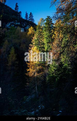 Herbst in Val Sesis. Die Explosion der Farben im Tal des Flusses Piave. Sappada Stockfoto