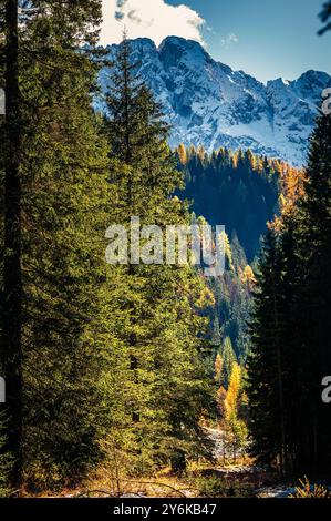 Herbst in Val Sesis. Die Explosion der Farben im Tal des Flusses Piave. Sappada Stockfoto