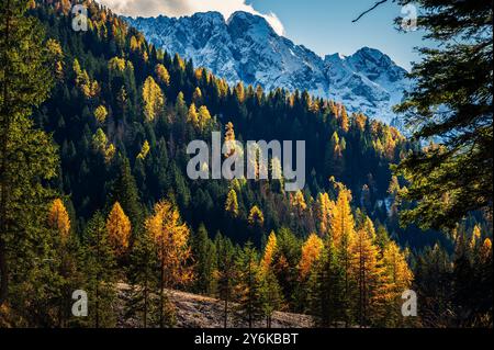 Herbst in Val Sesis. Die Explosion der Farben im Tal des Flusses Piave. Sappada Stockfoto