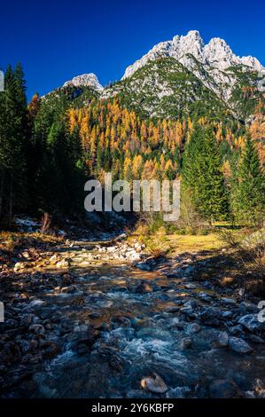 Herbst in Val Sesis. Die Explosion der Farben im Tal des Flusses Piave. Sappada Stockfoto