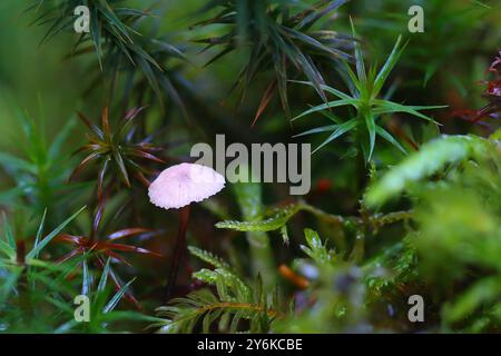 Winziger Pilz, umgeben von Wacholderhaar, Hmsterley Forest, County durham, england, großbritannien. Stockfoto