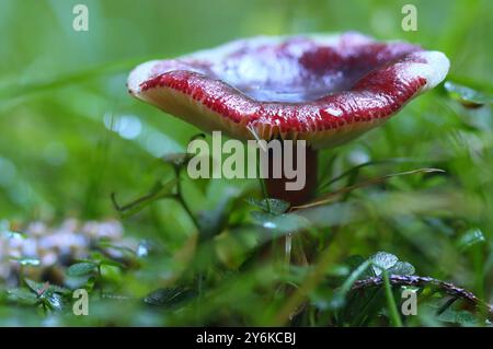 Purple Russula-Pilze, die im Hamsterley Forest, County Durham, England, Vereinigtes Königreich angebaut werden. Stockfoto