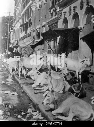 Heilige Rinder schlafen auf den Gehwegen in Kalkutta. Die Bestien dürfen durch die Geschäfte und Basare wandern, Polizei und Regierung werden gezwungen, sich der hinduistischen Religion zu unterwerfen. Mai 1922 Stockfoto