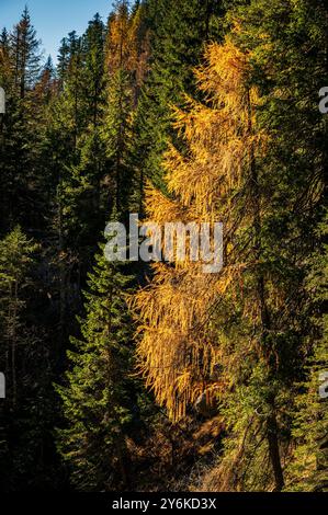 Herbst in Val Sesis. Die Explosion der Farben im Tal des Flusses Piave. Sappada Stockfoto