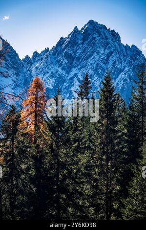 Herbst in Val Sesis. Die Explosion der Farben im Tal des Flusses Piave. Sappada Stockfoto