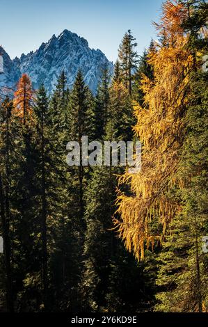 Herbst in Val Sesis. Die Explosion der Farben im Tal des Flusses Piave. Sappada Stockfoto