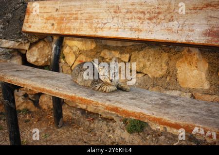 Foto eines Kätzchens auf einer Bank in Chania auf Kreta, Griechenland Stockfoto