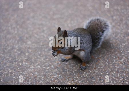 Foto eines grauen Eichhörnchens im Hyde Park, London Stockfoto