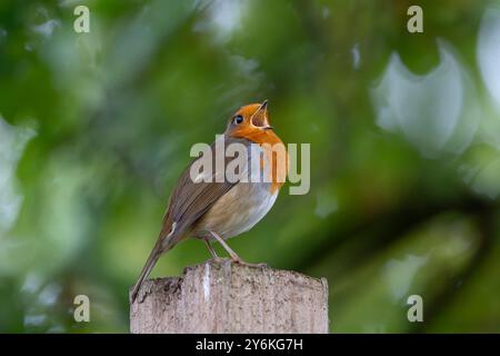 Kidderminster, Großbritannien, 26. September 2024. Wetter in Großbritannien: Ein robin-Vogel singt hell in der frühen Morgensonne. Dies wird jedoch schnell verblassen, wenn die stärkeren Schauer in die Midlands, Kidderminster, Großbritannien, eindringen Stockfoto