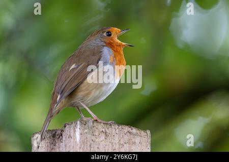 Kidderminster, Großbritannien, 26. September 2024. Wetter in Großbritannien: Ein robin-Vogel singt hell in der frühen Morgensonne. Dies wird jedoch schnell verblassen, wenn die stärkeren Schauer in die Midlands, Kidderminster, Großbritannien, eindringen Stockfoto