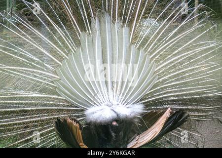 Der männliche Pfau -Pavo sp.- zeigt seine schönen Federn und sein Gefieder in einem Zoo in Panama Stockfoto