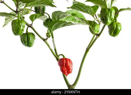 PED Carolina Reaper Paprika mit Reifen und unreifen Früchten. Grüne Paprika auf Busch. Ist eine Sorte von Chili-Pfeffer mit einer Wärmeabgabe von 1.150 Stockfoto