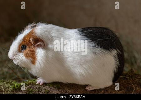 Das Meerschweinchen, auch bekannt als Cavy, ist ein domestiziertes Nagetier, das aus den Anden Südamerikas stammt. Stockfoto