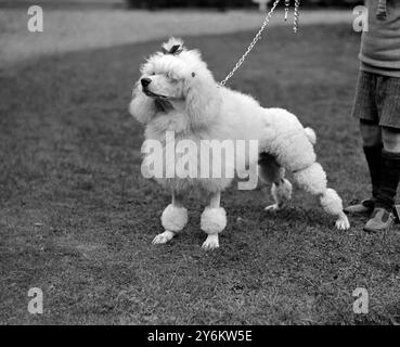 Kennel Club Show im Crystal Palace. Mrs. J. Lowry's Poodle Nymphaea Foam. 1926 Stockfoto