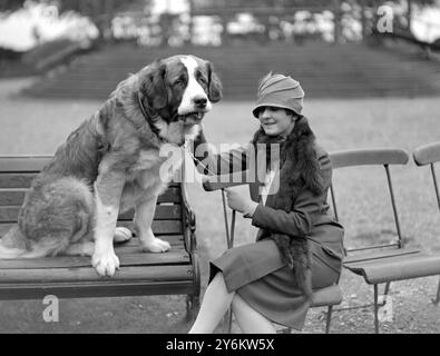 Kennel Club Show im Crystal Palace. Frau Marjorie blickt mit ihrem Bernhardiner "Sir Bruno". 1926 Stockfoto