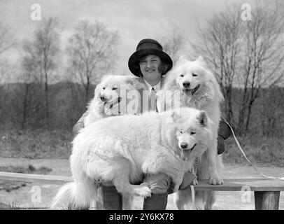 Samoyeds bei Miss Keyte Perrys Kennels in Oak Hall, Haslemere. 1932 Stockfoto