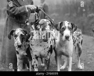 Metropolitan and Essex Canine Society's Show im Peoples Palace Alexander Palace im Norden Londons. Miss Mansell und ihre großen Dänen, Hillside, Worcester Park und Surrey. 8. November 1922 Stockfoto