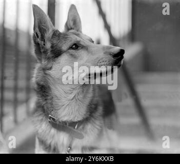 Elsatian Dog Club Championship Show auf der Stanford Bridge. Frau W.H. Widdows (Glennelg, St. John's, Crowborough) 'Obercassel Bay'. 17. Juni 1922 Stockfoto