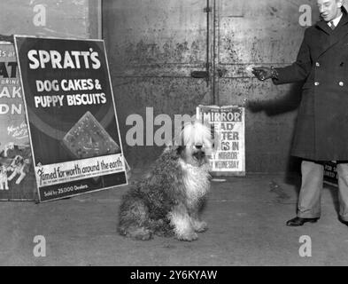 "V.C."-Hunde bei Cruft's.. "Moffat Treasure" von Harlesden - Er sprang auf den Kopf eines entlaufenen Pferdes. Er hielt die Zügel in seinen Zähnen fest und brachte das Tier zum Stillstand. Stockfoto