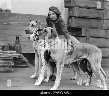 Metropolitan and Essex Canine Society's Show im Crystal Palace. Miss D. Cotton und drei große Dänen. 2. November 1933 Stockfoto
