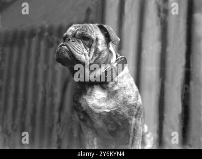 Cruft's Show in Agricultural Hall, Islington, London. Bulldog. "Clovelly Boswell" von Frau J.M. Palmer am 8. Februar 1923 Stockfoto
