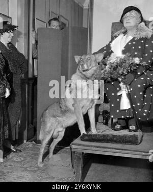 Frances Evelyn Daisy Greville, Countess of Warwick und Bob of Carmel, beurteilte 1931 den mutigsten Hund Amerikas, der Mr. E. Durham aus Chester Road Northwood, Middlesex gehörte. Der Hund kommt aus Carmel in Kalifornien. Er rettete zweimal das Leben seines Herrn. Einmal schossen Rauch und Flammen durch die Dielen seines Autos. Mr. Durham klemmte an den Bremsen und das Auto drehte um. Bob packte seinen Herrn am Kragen und zerrte ihn aus dem glühenden Auto. Zwei Jahre später rutschte Mr. Durham über eine Klippe und schnappte sich einen kleinen Busch. Bob bellte ein paar Leute in der Nähe und beugte sich über die Klippe Stockfoto