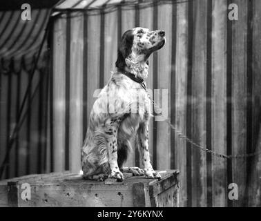 Cruft's Show in der Agricultural Hall, Islington, London. Englisch Setter. Mr. Whitleys "Primley Nebo" 1923 Stockfoto