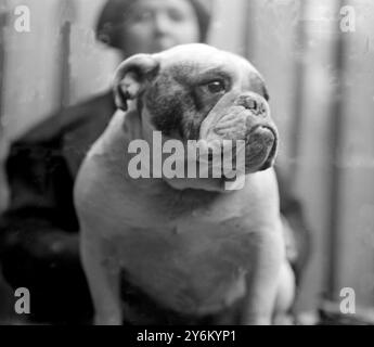 Cruft's Show in Agricultural Hall, Islington, London. Bulldog. Mr. Burgans "da sind Sie dann" 1923 Stockfoto