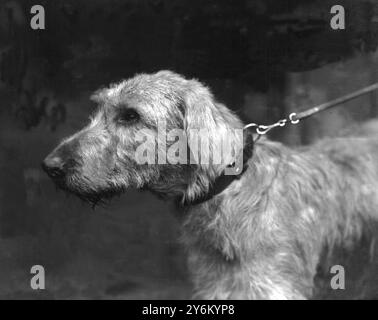 Cruft's Show in Agricultural Hall, Islington, London. 1923. Frau W. Walters irischer Wolfshund "Owen Oge of Rockburn" 15. Februar 1923 Stockfoto