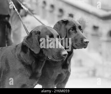 Kennel Club Show im Crystal Palace. Der König ist Wolferton Ben und Wolferton Dan. Stockfoto