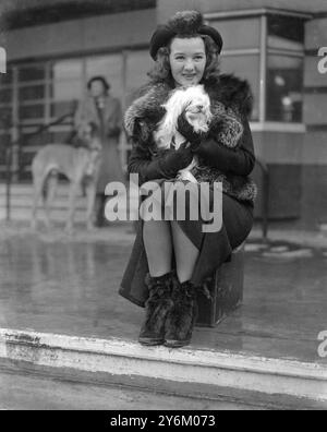 Metropolitan and Essex Canine Society's Show im Alexandra Palace London. Miss Constance Carpenter Schauspielerin mit ihrem Malteserterrier Invicta Jack Frost, geboren 1904 in Bath, starb 1992 in New York 1937 Stockfoto