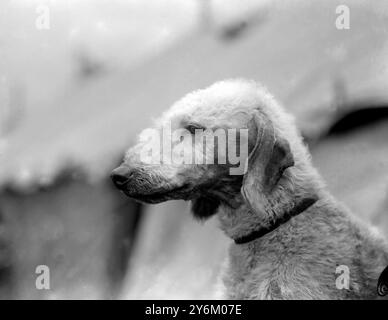 National Terrier Club Show in Cambridge. Mr. W. J. Onions Bedlington Terrier 'CH. Deckham Shepherd'. Stockfoto