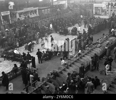 Cruft's Show in der Agricultural Hall, Islington, London, 1937. Allgemeine Ansicht. 10. Februar 1937 Stockfoto