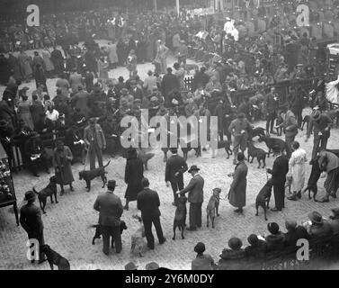 Cruft's Show in der Agricultural Hall. Islington, London, 1936. Allgemeine Ansicht. 12. Februar 1936 Stockfoto
