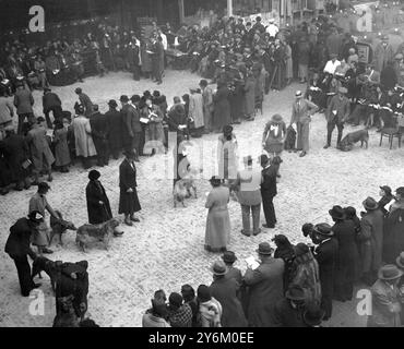 Cruft's Show in der Agricultural Hall. Islington, London. Allgemeine Ansicht. 1936 Stockfoto