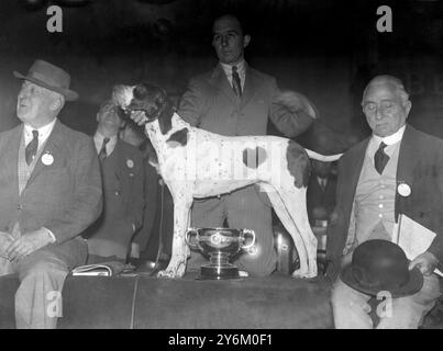 Cruft's Show in der Agricultural Hall, Islington. Der Champion der Show - Mr. I. Egglestons "Penn Prima Donna" vom 7. Februar 1934 Stockfoto