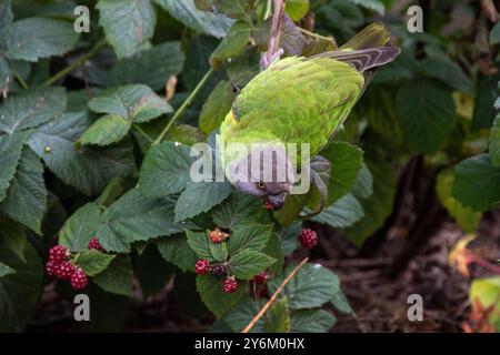 Im Lincolnshire Wildlife Park frisst ein entflohener Senegal-Parrot die Beeren eines brombeerbusches Stockfoto