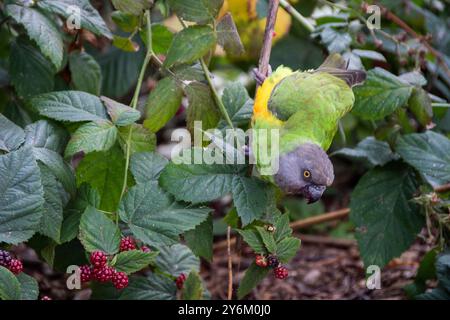 Im Lincolnshire Wildlife Park frisst ein entflohener Senegal-Parrot die Beeren eines brombeerbusches Stockfoto