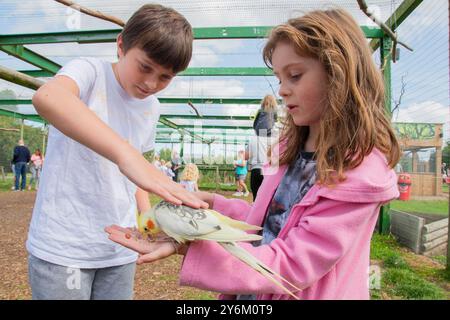 Ein kleiner Junge streichelt den Kakatiel-Vogel, der auf der Hand seiner Schwester im Lincolnshire Wildlife Park steht Stockfoto