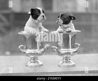 Französische Bulldog-Show in Paddington. Mrs. Townsend-Green's drei Monate alte französische Bulldogwelpen. Die Welpen sitzen in silbernen Trophäenbechern. 1936 Stockfoto