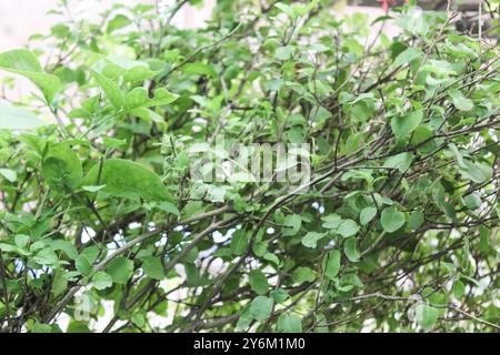 Frische indische Heilpflanze grüne tulsi oder heiliges Basilikumkraut für die hinduistische Religion Gottesverehrung und Gesundheitskonzept Stockfoto