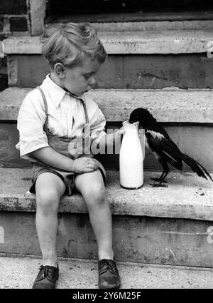 Der kleine Junge sitzt auf der unteren Stufe und füttert einer Elster Milch direkt aus der Flasche. Stockfoto